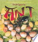 The_life_cycle_of_an_ant