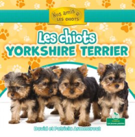 Les_chiots_yorkshire_terrier